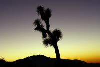 Joshua Tree�